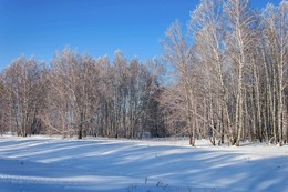 Тени на снегу / Березовый лес зимой в Кемеровской области. Сибирь.