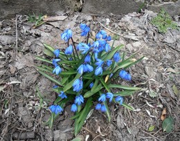 Весна в нашем саду / Пролески