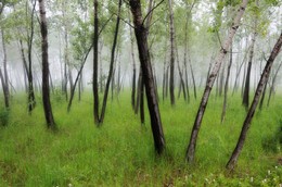 Танцующий лес.... / В вечернем тумане...