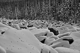 Зимний курумник / Курумник зимой на снегу в Поднебесных Зубьях.