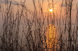 Рассвет в Сиамском заливе. / Солнечная дорожка и трава.