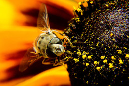 Макро / Жужелица на цветке рудбекии