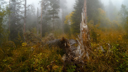 В осеннем тумане / в лесах Адыгеи