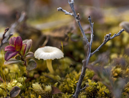 Макротундра / Сентябрь заполярье.
