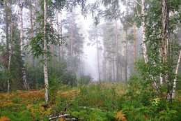 Туманное утро. / Утренний туман в осеннем лесу.