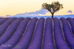 запах свежей лаванды / Бескрайние поля цветущей и благоухающей лаванды ждут вас в Провансе.
Приглашаю в тур по французским полям в июле. Подробности - http://ilyshev.photo/provence_2018/