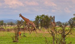 Жирафы в Танзаньинском парке Микуми / Жирафы в Танзанийском парке Микуми