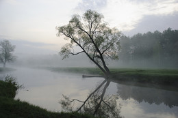 Дерево / Утро на реке