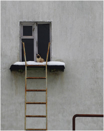 &nbsp; / Кот, лестница