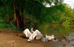 Hamburg, Außenmühlenteich / Необыкновенно красивое место отдыха в Гамбурге Außenmühlenteich. Это искусственное озеро в районе Гамбург-Хагбург (Hamburg-Harburg) длиной около 1 км и шириной 250 метров. На южноми западном берегах озера находится гороской парк района Харбург, на восточном берегу озера раскинулся роскошный развлекательный комплекс MidSommerland с бассейнами, кафе, местом для гриля. Вокруг озера "дорога здоровья" для любителей бега, пеших и велосипедных прогулок составляет 5 км. Чайки, лебеди, гуси, канадские казарки, камышницы и лысухи обитают на этом озере, охотно угощаются принесенным заботливыми горожанами хлебом. Лебеди и утки на озере совсем не боятся людей.
http://fotokto.ru/blogs/aussenmhlenteich-hamburg-harburg-32611.html