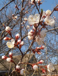 Зацветают абрикосы / апрель