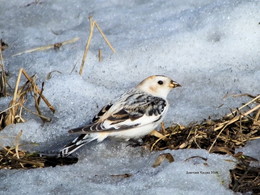 Снежная королева / Пуночка. Пролетная птица. Появляется в Карелии только весной, перелетая на лето в тундру.