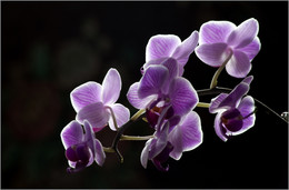 &nbsp; / Природа и животные