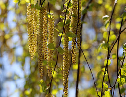 &nbsp; / Весенние сережки