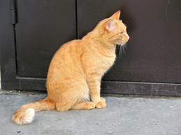 Рыжик / Закрыты двери.