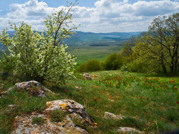 Весна в горах. / Крым