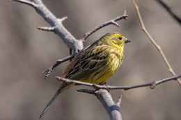 Овсянка обыкновенная / Весна, дерево,птица