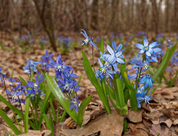 Голубой подснежник (пролеска) / Цветки обычно синего цвета, но встречаются розовые, белые и фиолетовые. Растения, как правило, цветут весной (из-за чего их иногда ошибочно называют «подснежниками» или «голубыми подснежниками»), но встречаются и цветущие осенью.