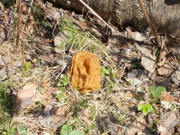 Вроде бы потеплело / Первый гриб - сморчок.