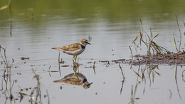 Малый зуек / Малый зуек