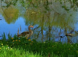 Gans unter den Blumen am See / Гусь среди цветов у озера. Весна