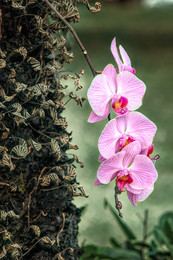 Орхидеи на пальме / Карибы. Тропики. В парке орхидеи растут на чём придётся