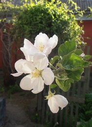 Зацвела яблоня / 24 апреля