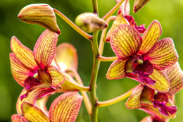 И ещё немного орхидей / В парке гостиницы в Пуэрто Плата, Доминиканская Республика, масса орхидей на пальмах, пнях и т.д.