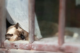 Спокойной ночи, добрых снов! / Пусть ваши сны будут безмятежны, а пробуждение радостно.