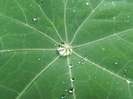 Капли на листве после весеннего дождя) / Утреннее фото после дождя.
Макро / Nikon L810