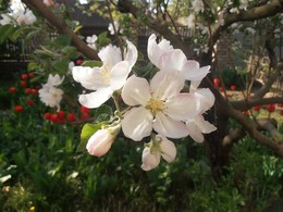 Яблоня цветет / апрель