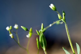 апрельские первоцветы / ***