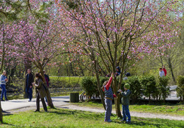 цветение сакуры / весна, Москва, Ботнический сад