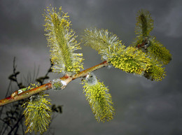 Весна пришла... / и первый цвет у нас