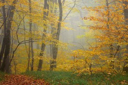 Осенний лес / Туманное утро В Ставропольском лесу