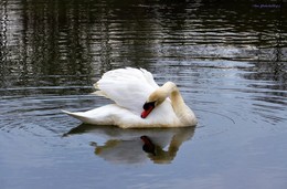 Schwan / Hamburg. Außenmühlenteich