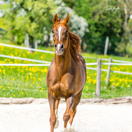 &nbsp; / Last weekend I had the opportunity to photograph breeding horses.
Russian thoroughbred Arabians in Austria.