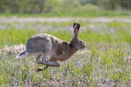 Стремительный полет зайца над апрельской степью в окрестностях хутора Демишева ярким солнечным днем / ***