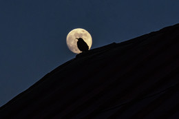 На крыше дома моего / В лунную ночь