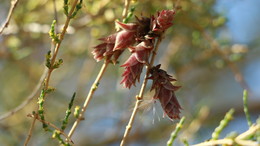 А так цветёт саксаул. / Казахстан, Алтын-Эмель.