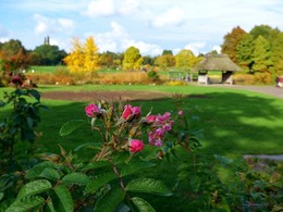 Rosa Knospen / Rosa Knospen. Loki Schmidt Garten Hamburg
Розовые бутоны. Гамбург. Ботанический сад