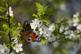 Уход от привычного стиля / весна цветы бабочка