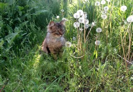 Утром в саду / кот Мура