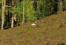 Fischbeker Heide Hamburg / Весна в вересковой долине. Вересковая долина в районе Фишбек (Fischbeker Heide) составляет 773 га одного из крупнейших охраняемых районов Гамбурга. Эта необыкновенная красота! Если бы фотография могла передать тонкий аромат вереска, жужжание пчёл над ним, саму атмосферу вокруг восхитительного цветения! Лица людей, которых я встречала в вересковой долине, светились от счастья и радости! Когда такое видишь, начинаешь верить, что красота, действительно, спасёт мир.. Подробнее в моем блоге: http://fotokto.ru/blogs/fischbeker-heide-hamburg-32765.html
