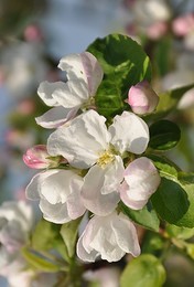 Цветущий май / Цветущая дикая яблонька