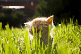 Я маленькое солнышко / котенок в лучах солнца