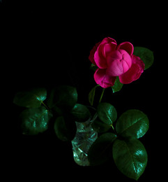 Тайна за семью лепестками... / ***