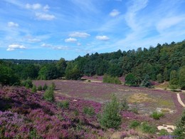Fischbeker Heide. Hamburg / Fischbeker Хайде составляет 773 га одного из крупнейших охраняемых районов Гамбурга. Эта необыкновенная красота! Если бы фотография могла передать тонкий аромат вереска, жужжание пчёл над ним, саму атмосферу вокруг восхитительного цветения! Лица людей, которых я встречала в вересковой долине, светились от счастья и радости! Когда такое видишь, начинаешь верить, что красота, действительно, спасёт мир...
Ещё фото вересковой долины в моём блоге:
http://fotokto.ru/blogs/fischbeker-heide-hamburg-32765.html