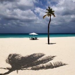 Этюд с зонтиком, пальмой и тенью / ....