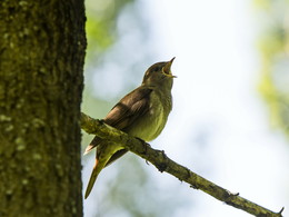 Рупор. / Здесь занято.